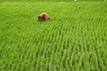 London-based ‘Skyline Partners’ to launch weather insurance for Indian farmers