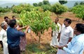 Importance of Rootstock in canopy management & high density planting of fruit crops