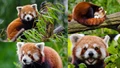 International Red Panda Day 2023: Status of Red Pandas in India and Why Are They Disappearing
