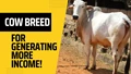 This Breed of Cow Breed Will Give You More Income