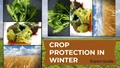 Expert's Guide On How to Protect Crops During Winter