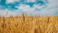 Centre Sells 18.09 LMT of Wheat in 13 E-Auctions under Open Market Sale Scheme