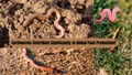 Earthworms' Crucial Role in Boosting Global Crop Yields