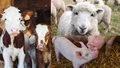 World Farm Animal Day 2023: Date, History, Facts and More
