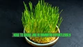 How to Grow Jau/Barley in Navratri Easily