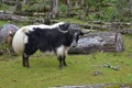 Arunachal Pradesh Yak Churpi: First-Ever Yak Milk Product Receives Coveted GI Tag
