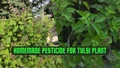 9 Homemade Natural Pesticides for Tulsi Plant