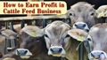 Profit Margin in Cattle Feed Business: Cattle Feed Nutritional Analysis