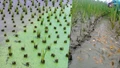 Rice-Crayfish Farming Integration and Its Effects on Soil Biodiversity and Functions