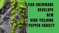 IISR-Kozhikode Introduces a New High-Yielding Pepper Variety