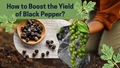 How to Boost the Yield of Black Pepper?