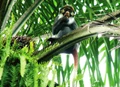 Crop Riding Monkeys – Scientific and environment friendly approach is needed