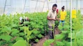 Desert Miracle: Farmer Cultivates Strawberries and Broccoli in Arid Lands