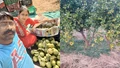 Success Story of Abhishek Jain: The 'Lemon King' of Rajasthan