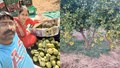 Success Story of Abhishek Jain: The 'Lemon King' of Rajasthan