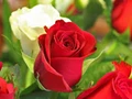 How to make profit by protected cultivation of Rose