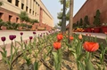 Tulip Festival Blooms in New Delhi, Painting Capital with Vibrant Colors