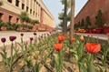 Tulip Festival Blooms in New Delhi, Painting Capital with Vibrant Colors