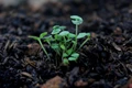 How Soil-Enriching Pulses Could Revolutionize Sustainable Agriculture