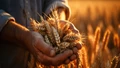 Climate Change Poses Dire Threat to Global Wheat Production: Study