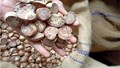 Areca Nut Cultivation in India: A Closer Look