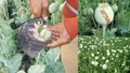 New Variety of Opium Developed at MPUAT: Know What It Offers