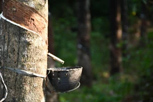Government Increases Financial Aid for Rubber Sector by 23% to Rs 708.69 crore 