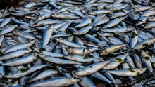 ICAR-NBFGR Establishes Trout Hatchery To Bolster Fish Farmers’ Livelihoods