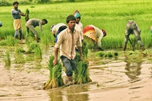 Uttar Pradesh Government Allocates Rs 11,200 Crore for Paddy Procurement Amidst Farm Protests