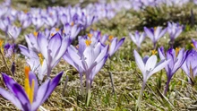 Decline in Saffron Production in Kashmir's Pampore, Expert Suggests Solutions