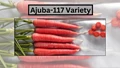 Ajuba 117 - New Variety of Red Carrots Developed by Somani Seedz; is Expected to Increase Farmers' Income.
