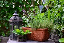 Container Gardening: Grow Your Own Lush Garden Anywhere, Anytime!
