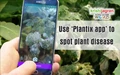 Use ‘Plantix app’ to spot plant disease