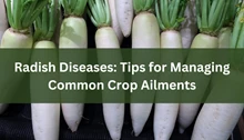Radish Diseases: Understanding Common Crop Ailments and Effective Management Tips