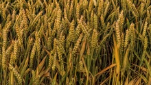 Bundelkhand Region Receives First GI Tag for Kathiya Gehu for Farm Produce