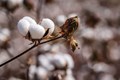 Experts Call for Continued Biotech Interventions to Harness Full Potential of GM Cotton in India