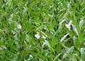 Sesame Cultivation Promises Farmers Lucrative Gains Post Rabi Crop Season!