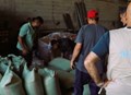 FAO Distributes 150 Tonnes of Fodder to Vulnerable Livestock-Holding Families in Gaza