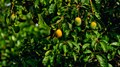 The King of Fruits: Know the Top GI-Tagged Indian Mango Varieties