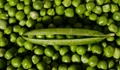 New Gene Discovery Promises to Extend Reproductive Phase in Peas and Boost Crop Yield