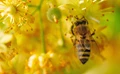 Are Multiple Stressors Behind the Decline in Honey Bee Health?
