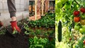 Best Summer Loving Vegetable Plants for Your Kitchen Garden