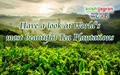 Have a look at World’s most beautiful Tea Plantations