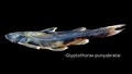 New Catfish Species Discovered in Arunachal Pradesh by ICAR-NBFGR