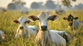 World Bank Urges Wealthy Nations to Cut Livestock Farming Support to Tackle Climate Change