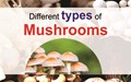 Different types of Mushrooms