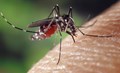 WHO Clears Takeda's Dengue Vaccine TAK-003