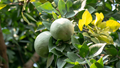 Cultivation and Management of Bael: A Comprehensive Guide for Farmers