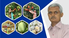 Alok Kumar's Innovative Approach is Giving Bihar's Mangoes New Ways of Commercialization via Apna Khet Foundation 