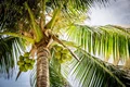 Indian Researchers Patent Coconut Harvesting Robot